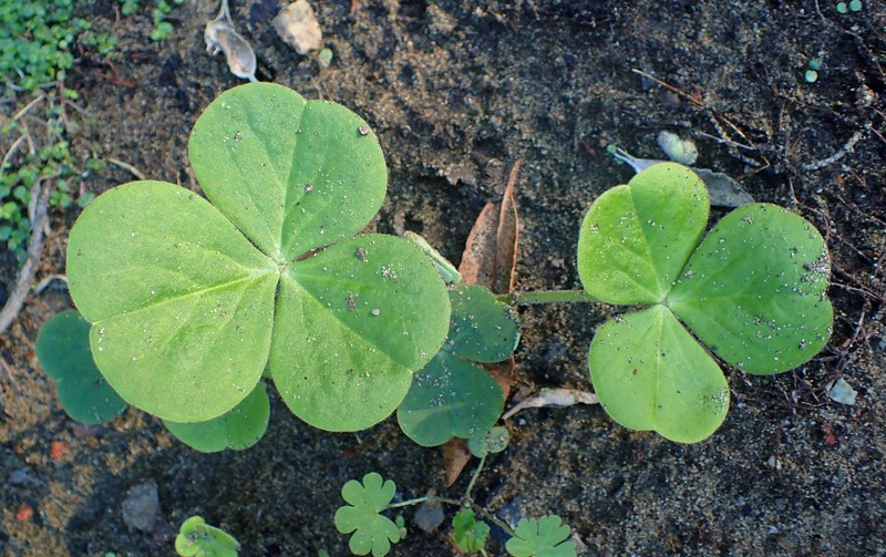 Red-Flower Woodsorrel photo 4