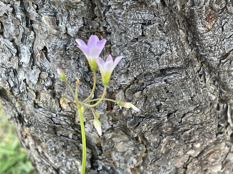 Blue Woodsorrel photo 2