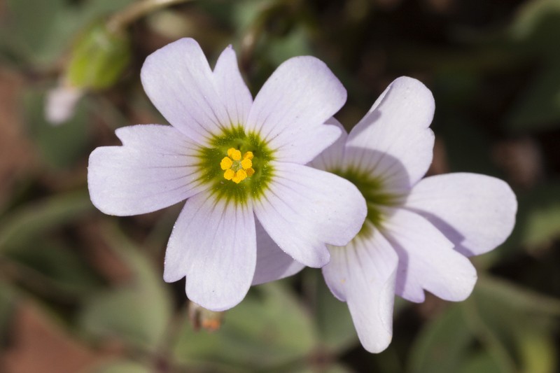 Blue Woodsorrel photo 3