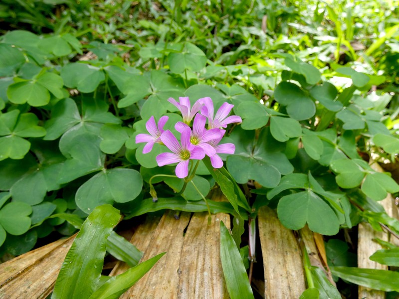 Pink Woodsorrel photo 5