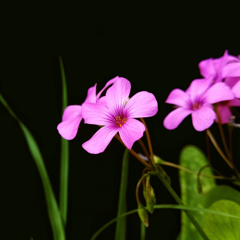Pink Woodsorrel photo 6