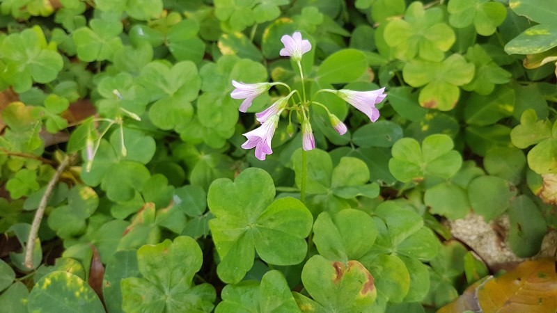 Pink Woodsorrel photo 3