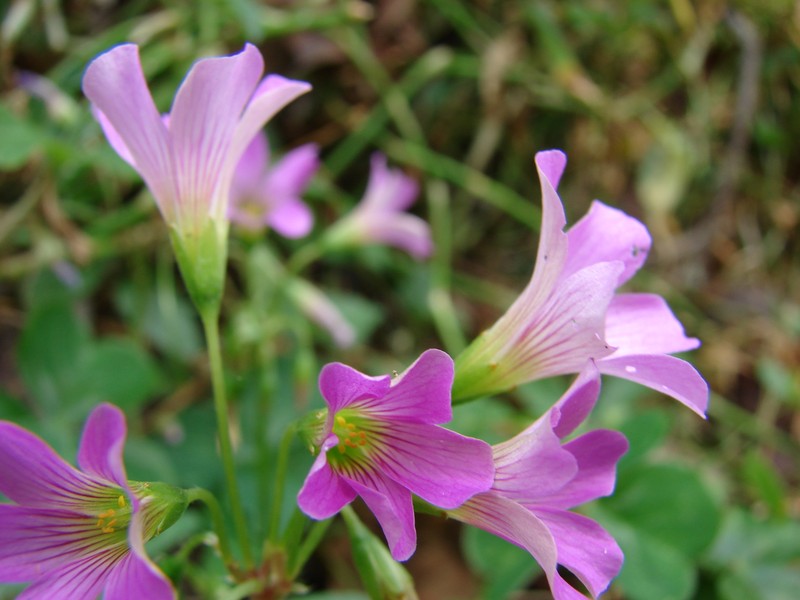 Pink Woodsorrel photo 4