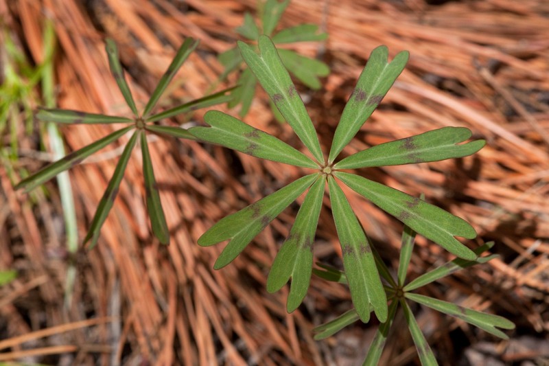 Tenleaf Woodsorrel photo 3