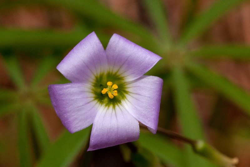 Tenleaf Woodsorrel