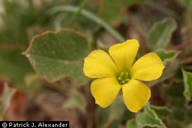 Peonyleaf Woodsorrel