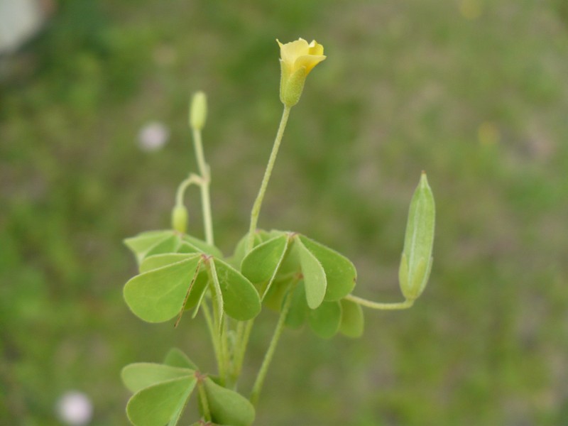 Slender Yellow Woodsorrel photo 2