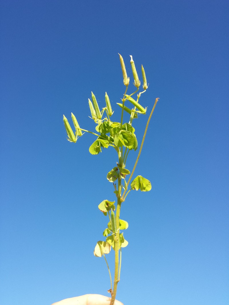 Slender Yellow Woodsorrel photo 3