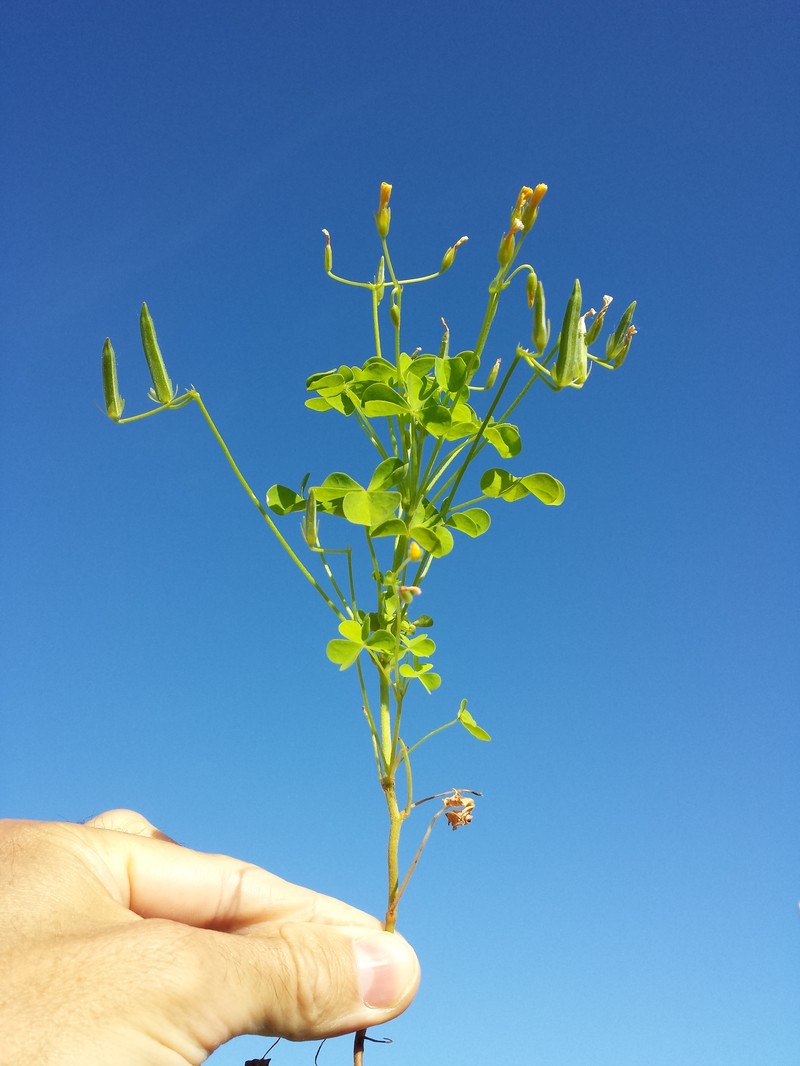 Slender Yellow Woodsorrel photo 4