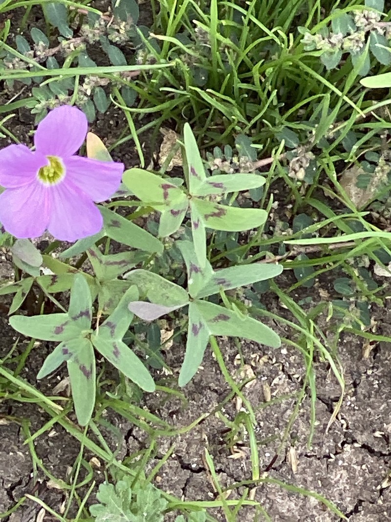 Drummond's Woodsorrel