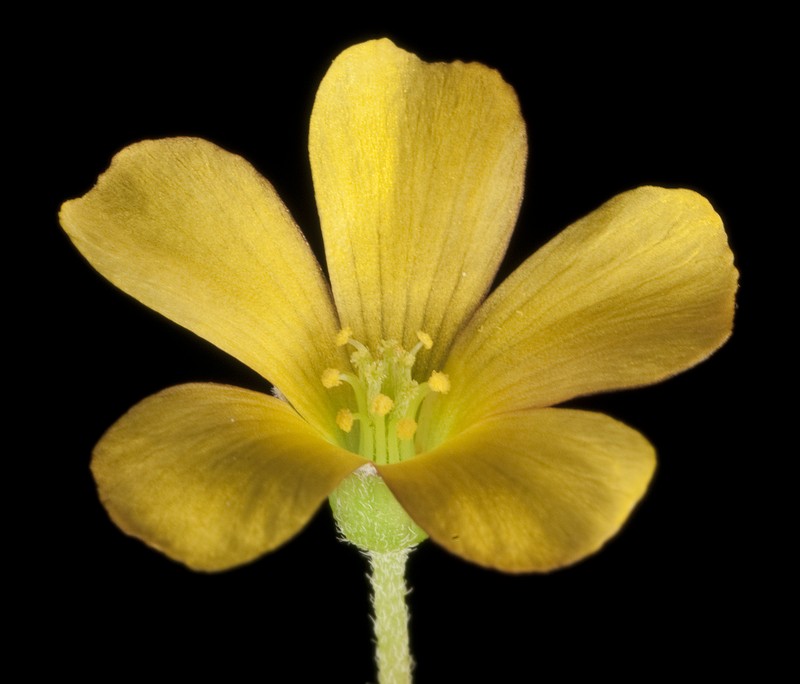 Shady Woodsorrel photo 5