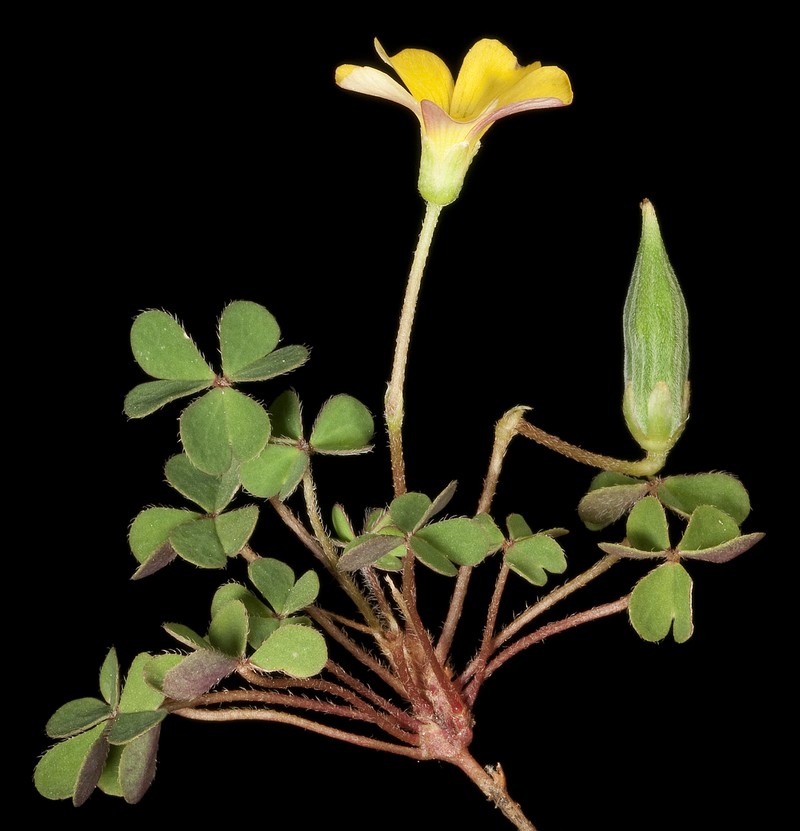 Shady Woodsorrel photo 6