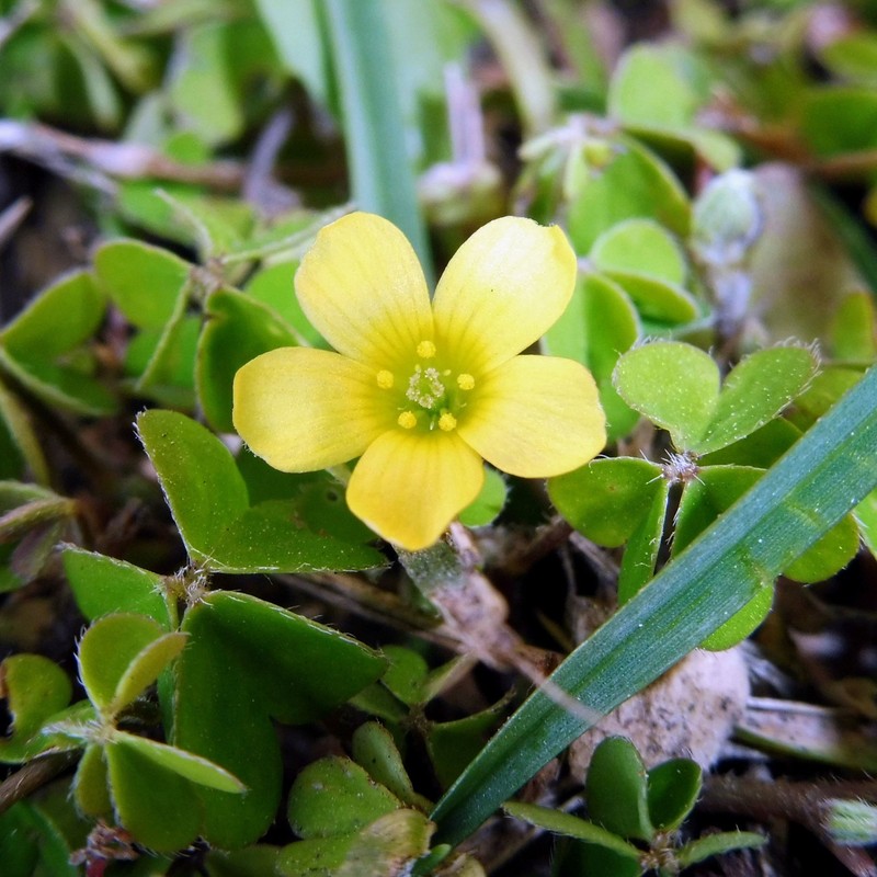 Shady Woodsorrel photo 7