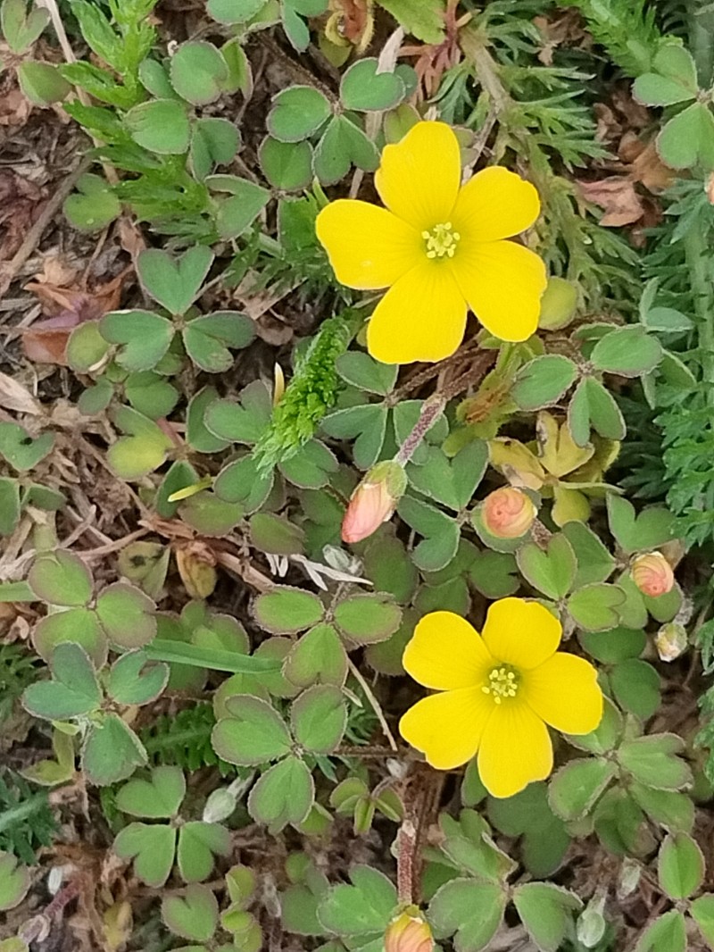 Shady Woodsorrel photo 2