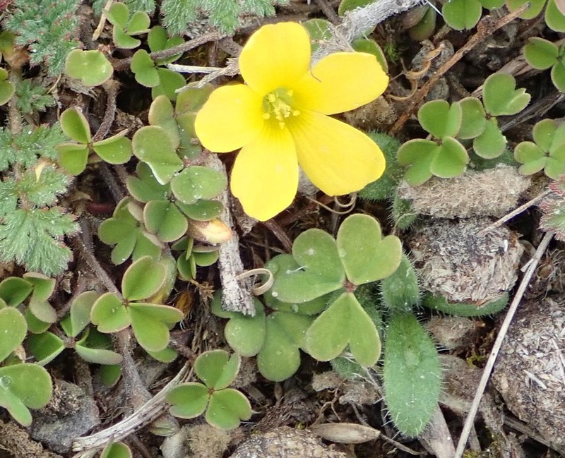 Shady Woodsorrel photo 3