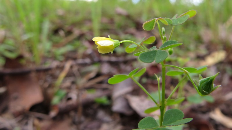 Shady Woodsorrel photo 4