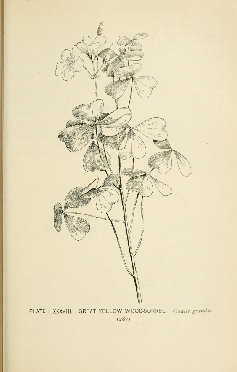 Great Yellow Woodsorrel photo 5
