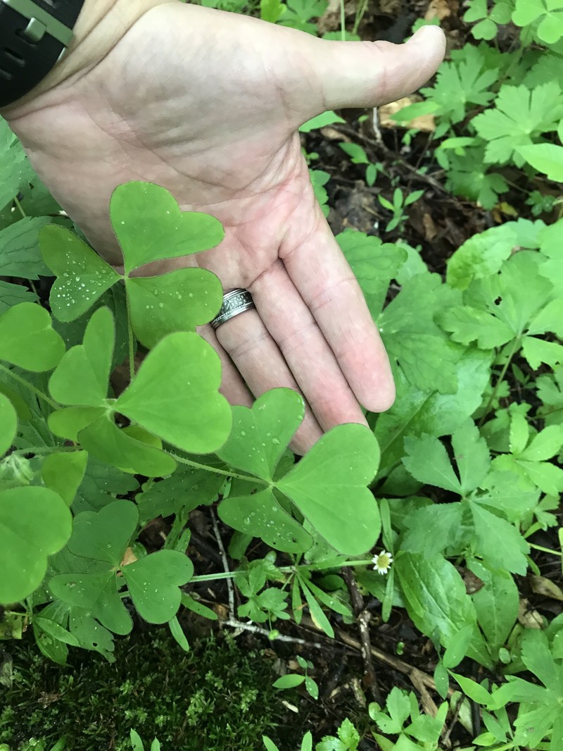 Great Yellow Woodsorrel