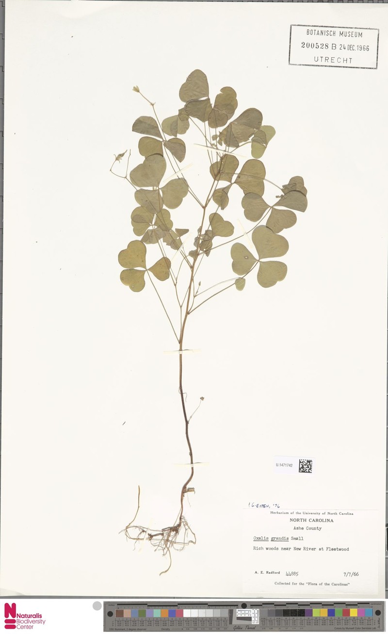 Great Yellow Woodsorrel photo 2