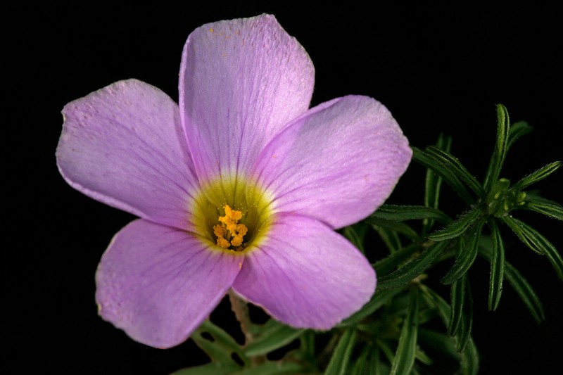 Tropical Woodsorrel photo 2