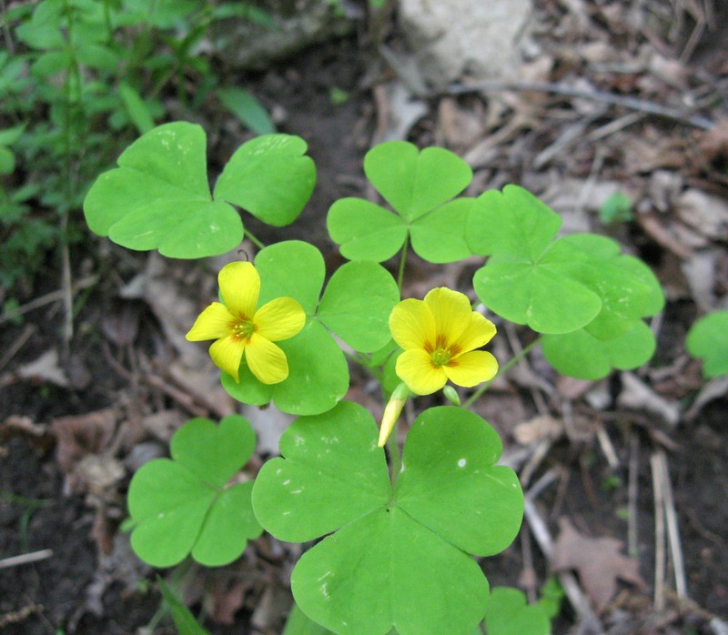 Illinois Woodsorrel
