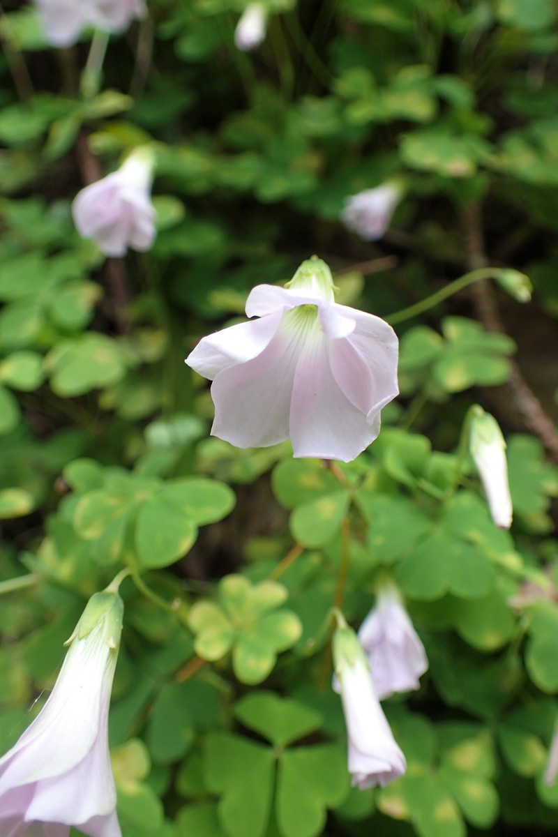 Crimson Woodsorrel photo 2