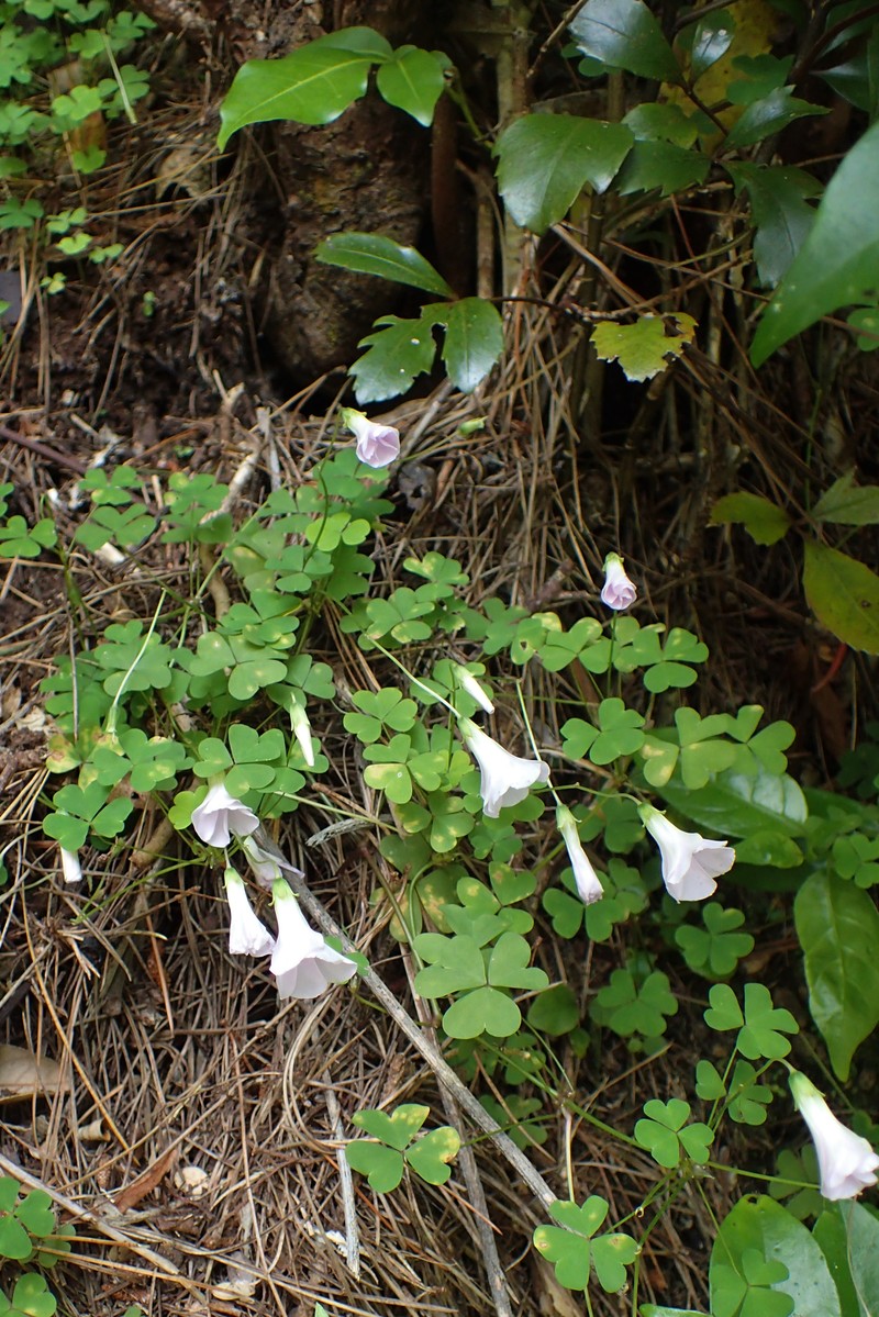 Crimson Woodsorrel photo 3