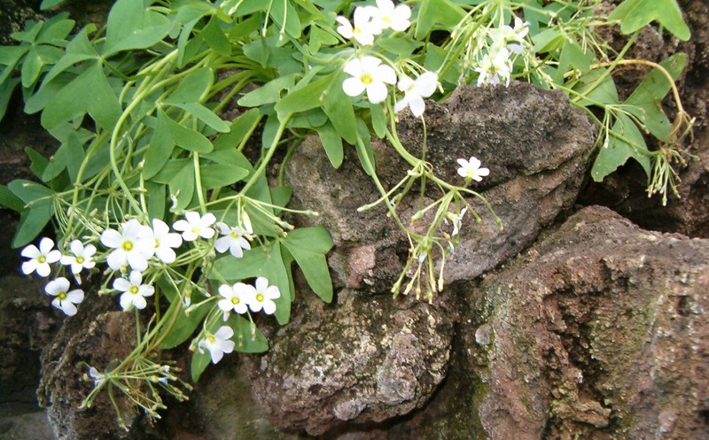 Broadleaf Woodsorrel photo 2