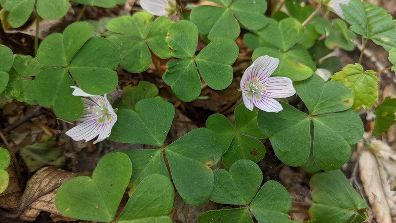 Mountain Woodsorrel