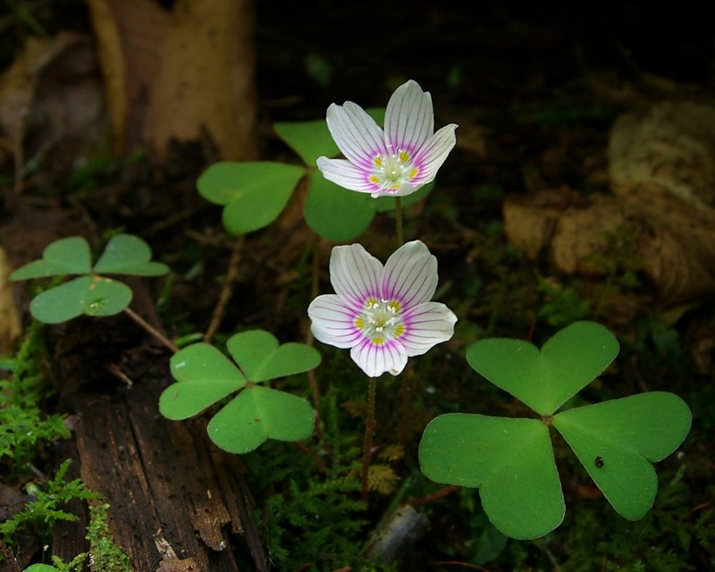 Mountain Woodsorrel photo 2