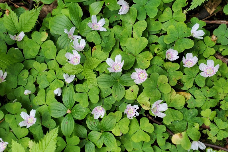 Mountain Woodsorrel photo 3