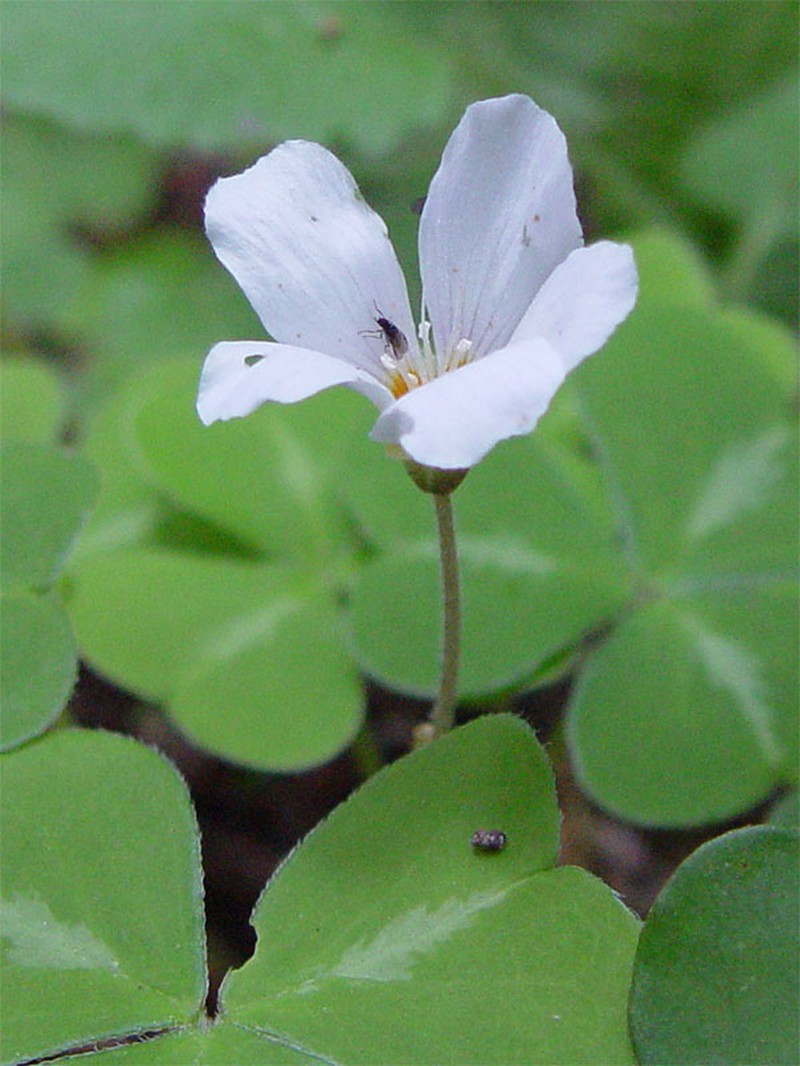 Redwood-Sorrel photo 2