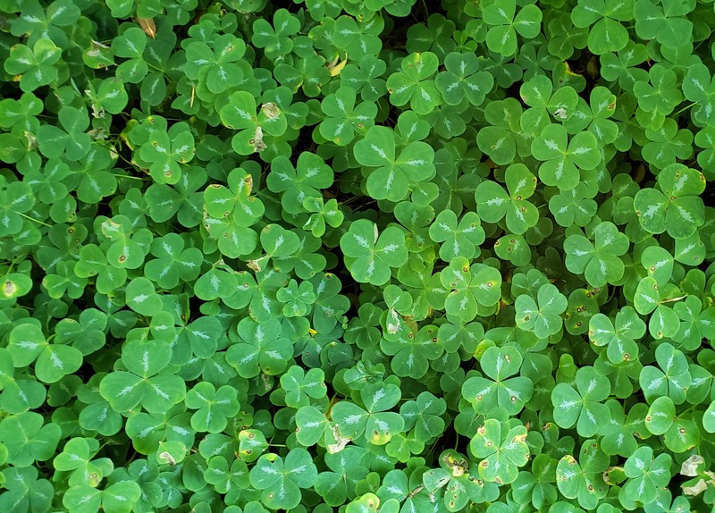 Redwood-Sorrel photo 3