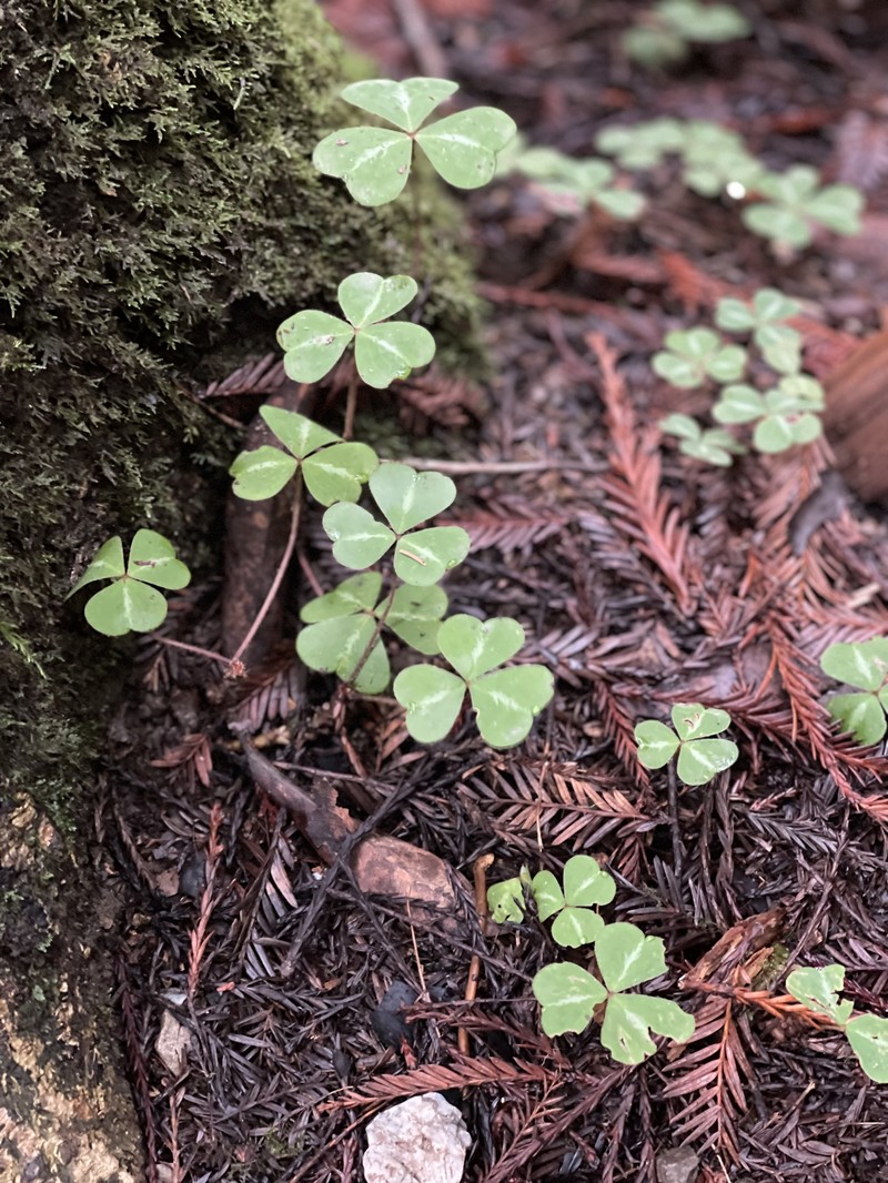 Redwood-Sorrel photo 4