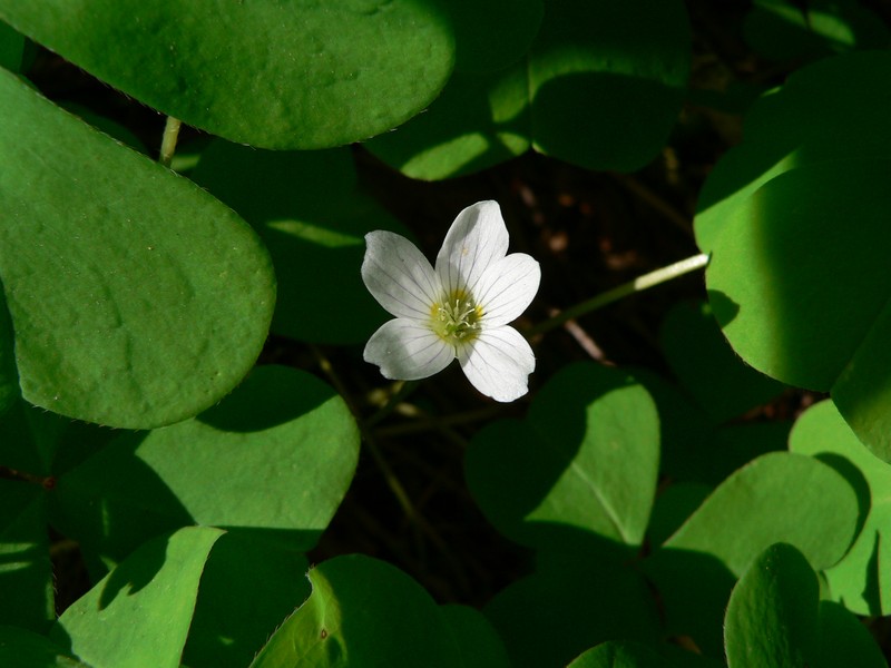 Redwood-Sorrel photo 5