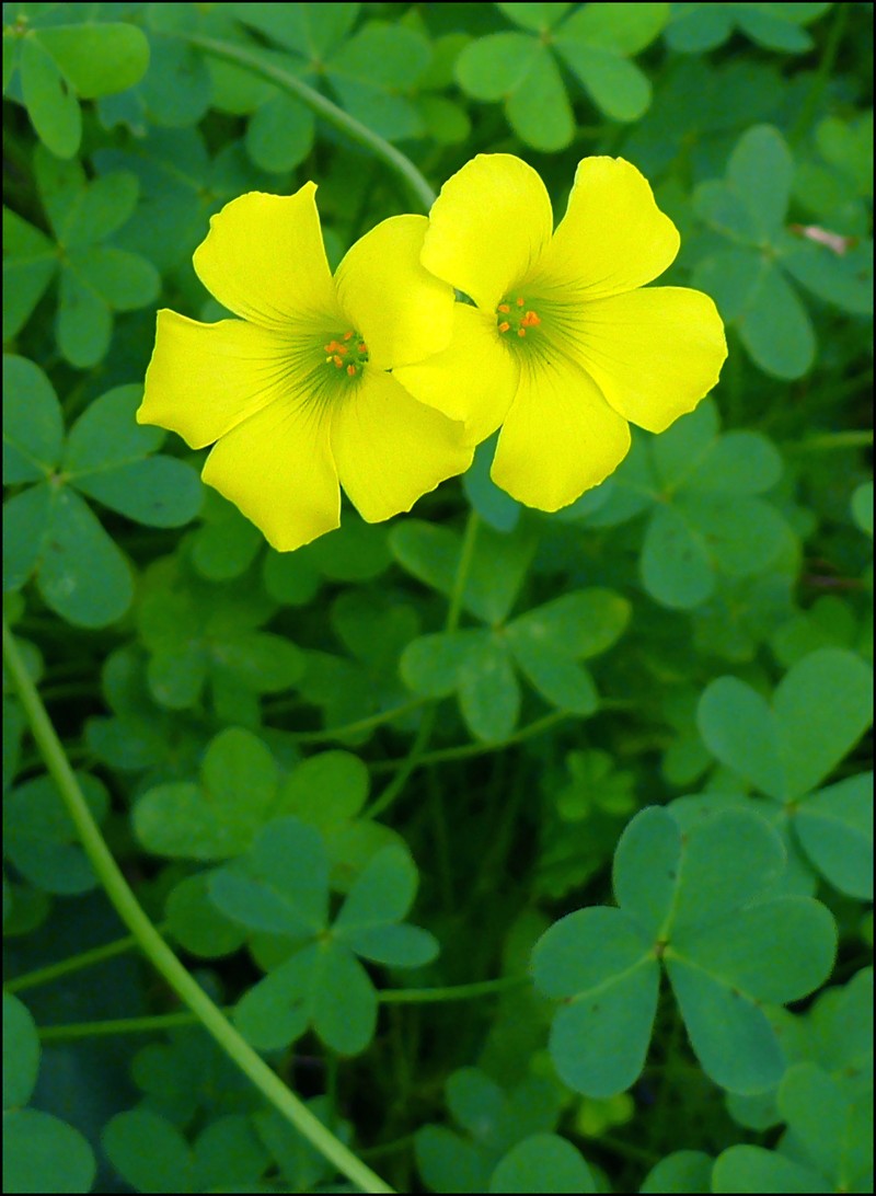 Bermuda Buttercup photo 2