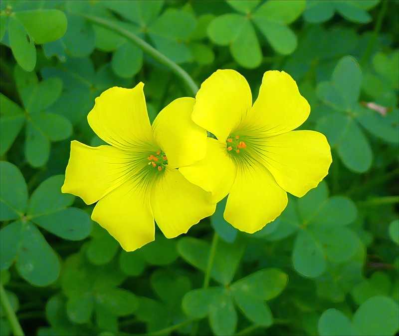 Bermuda Buttercup