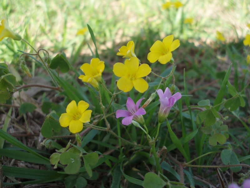 Tufted Yellow Woodsorrel photo 2