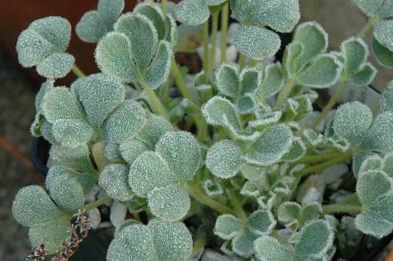 Purple Woodsorrel photo 5