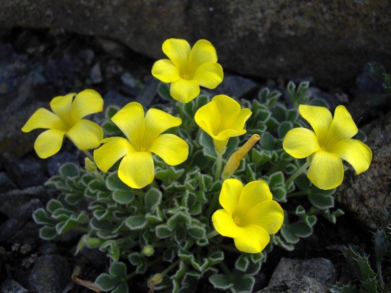 Purple Woodsorrel photo 6