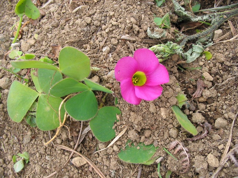 Purple Woodsorrel photo 3