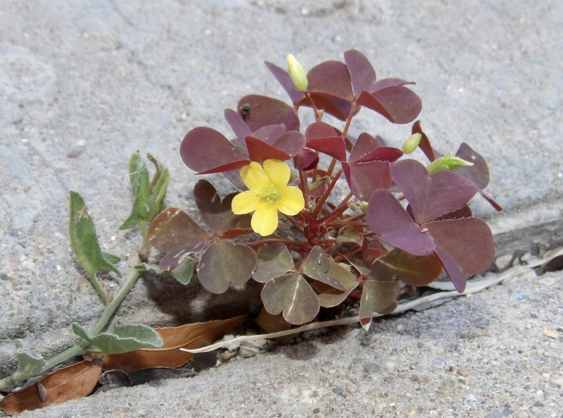 Dwarf Woodsorrel
