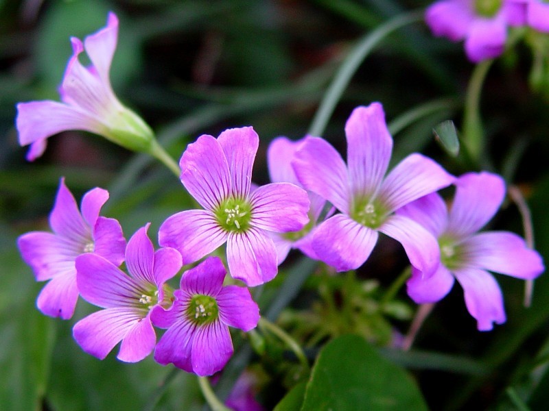 Windowbox Woodsorrel