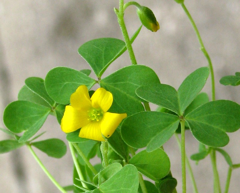 Common Yellow Oxalis