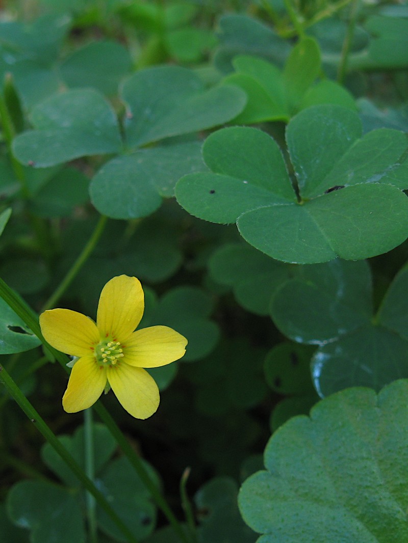 Common Yellow Oxalis photo 2