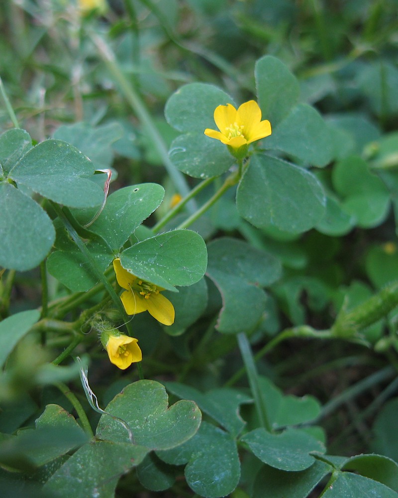 Common Yellow Oxalis photo 3