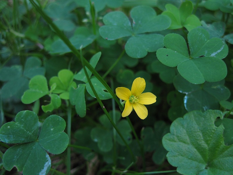 Common Yellow Oxalis photo 4