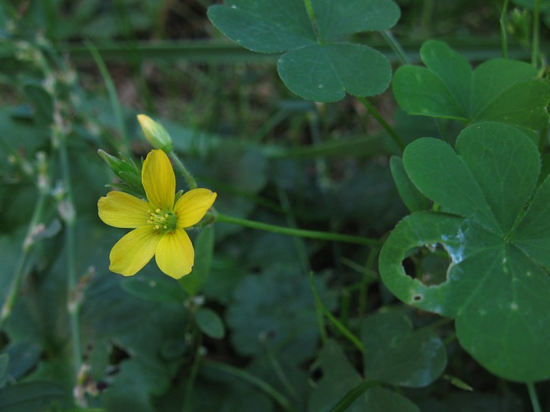 Common Yellow Oxalis photo 5