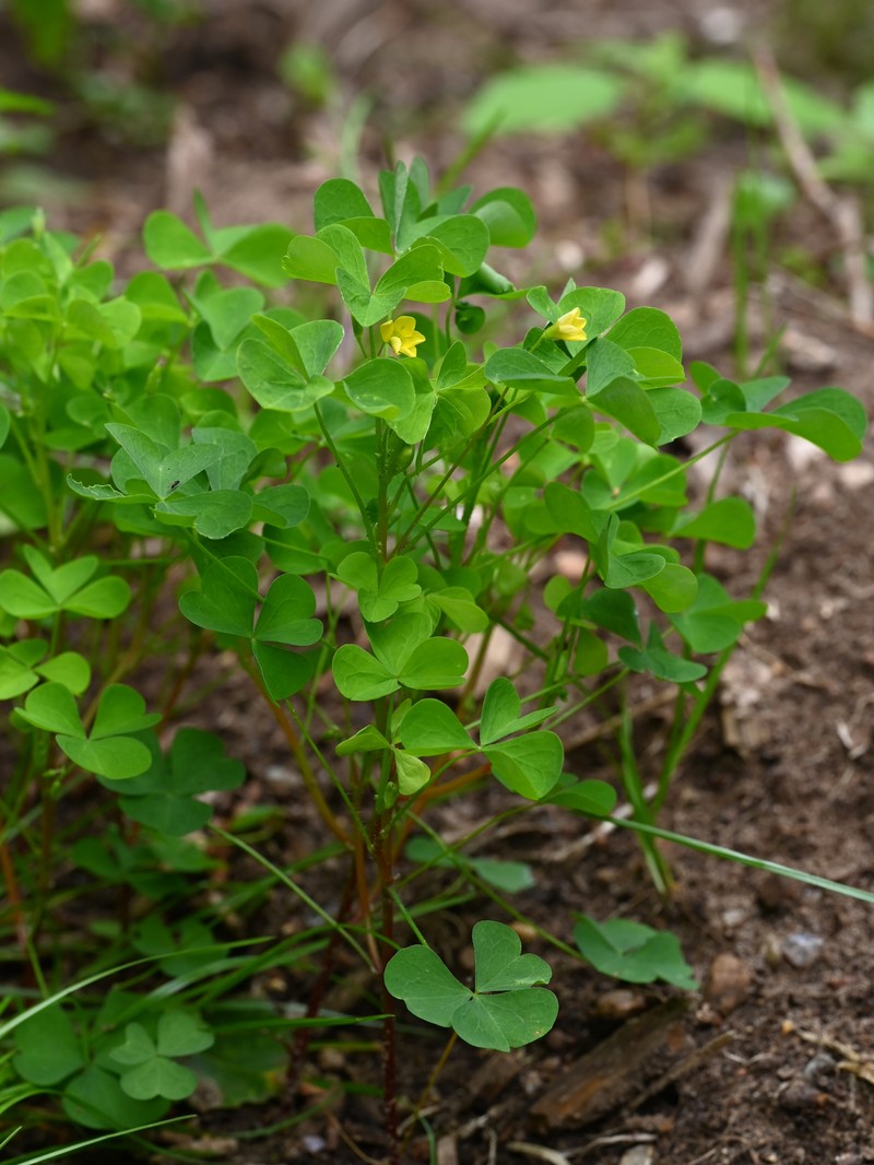 Common Yellow Oxalis photo 6