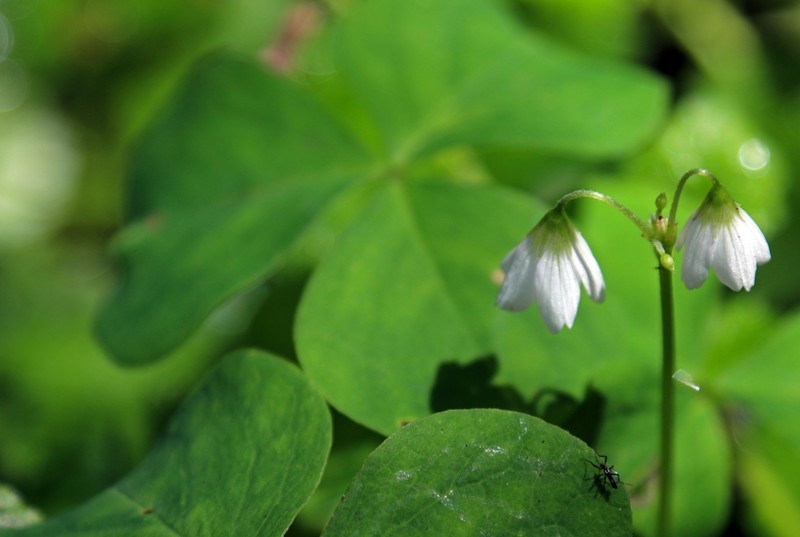 Threeleaf Woodsorrel